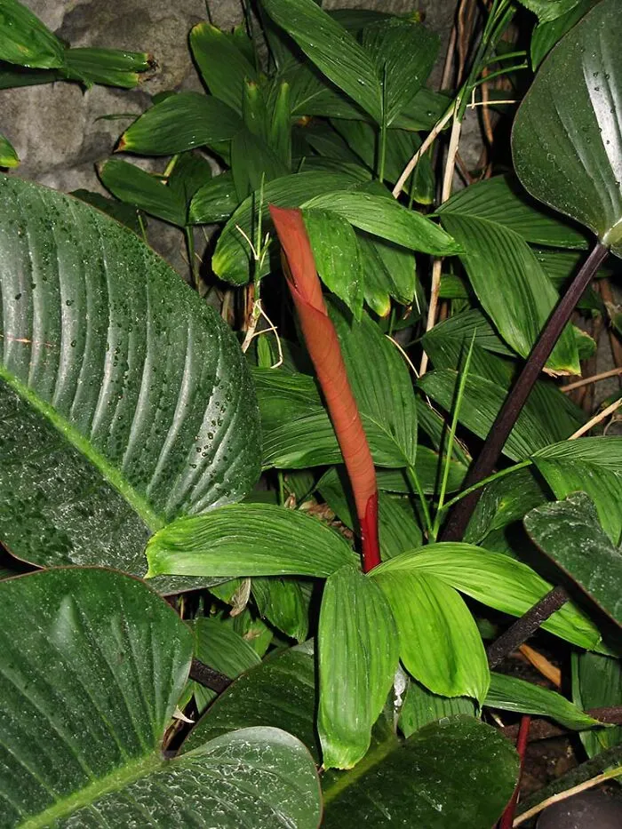 I Don't Know What This Is, But I Ran Across It At The Franklin Park Conservatory In Columbus Oh, And It Was Begging To Have Its Picture Taken.