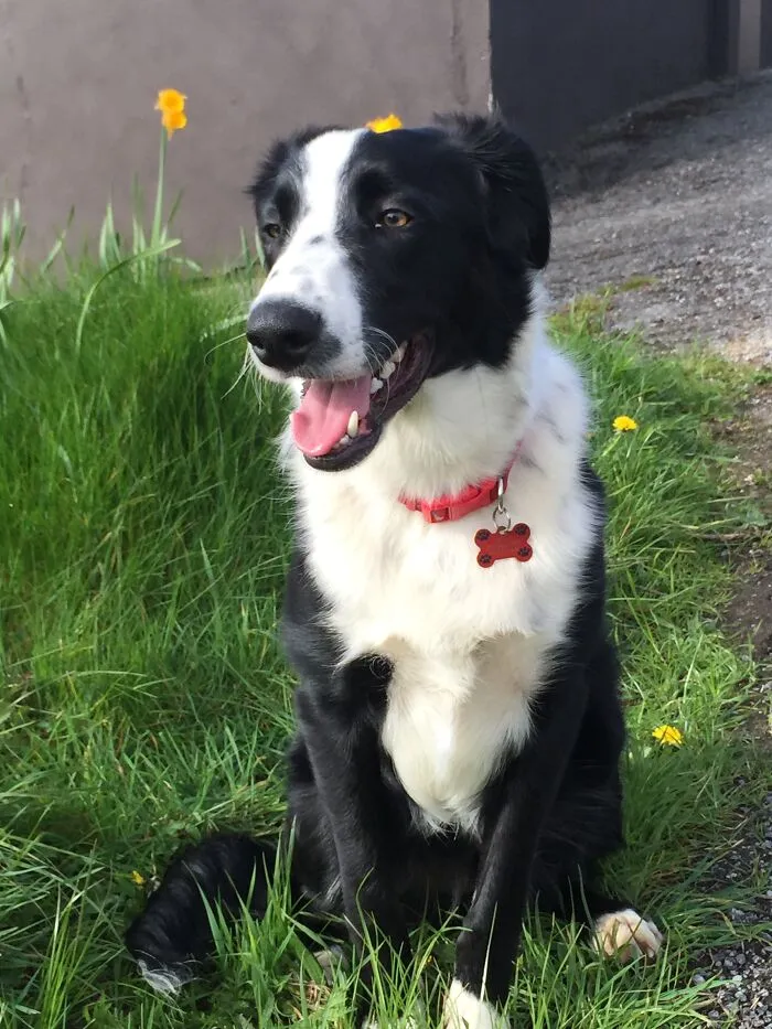 My Dog Shilo May Look Like A Border Collie But He Also Has The Breeds Burmese  Mountain, Greyhound, Parson Russell Terrier And Springer Spaniel In Him As Well.
