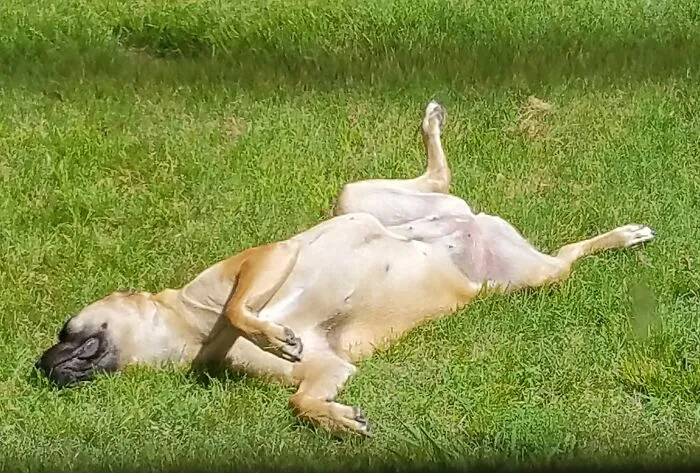 Bella Napping In The Sunshine!