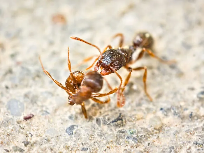 Everybody Wants Ant Fighting