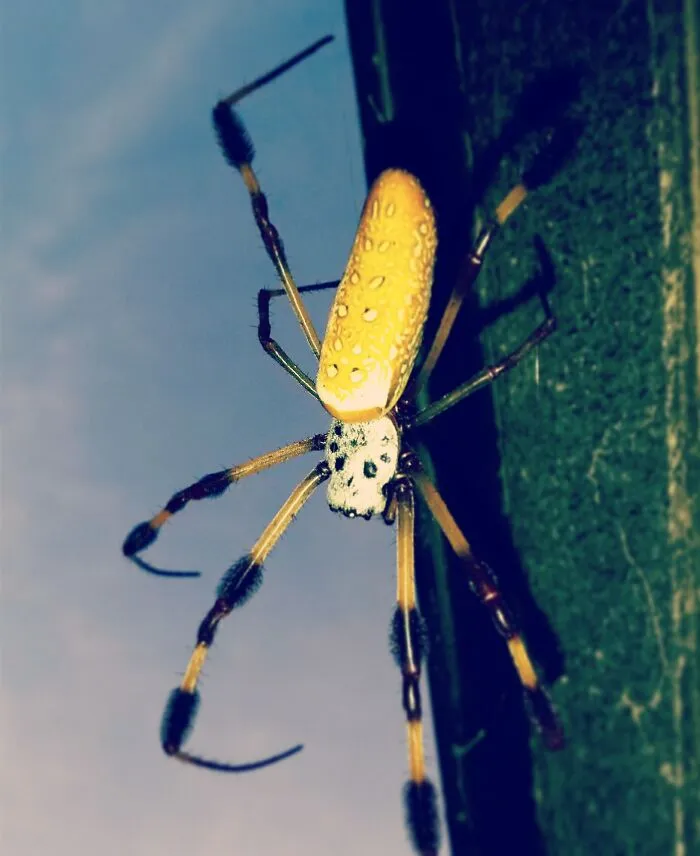 A Sweet Lady, She Keeps A Large Pantry Of Bugs In Her Huge Web