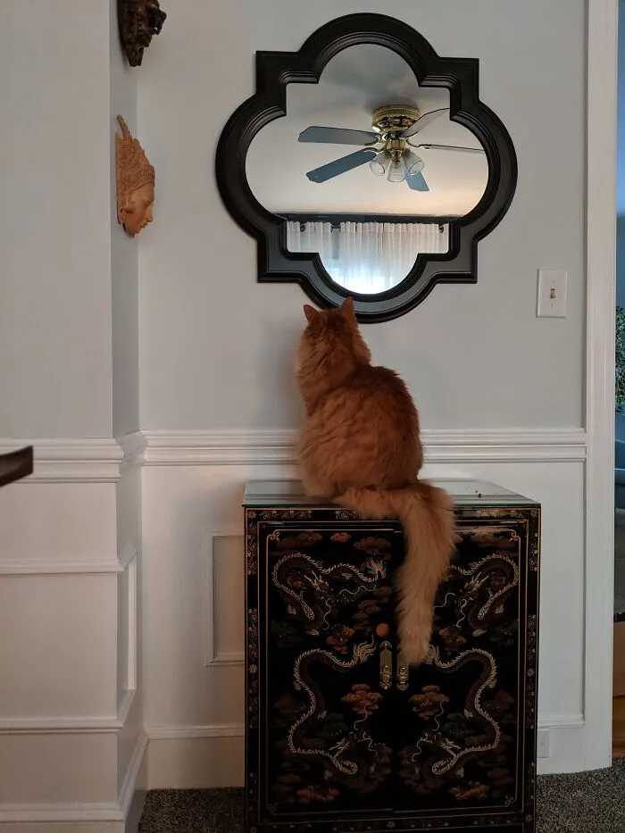 I Ran Out Of Treats