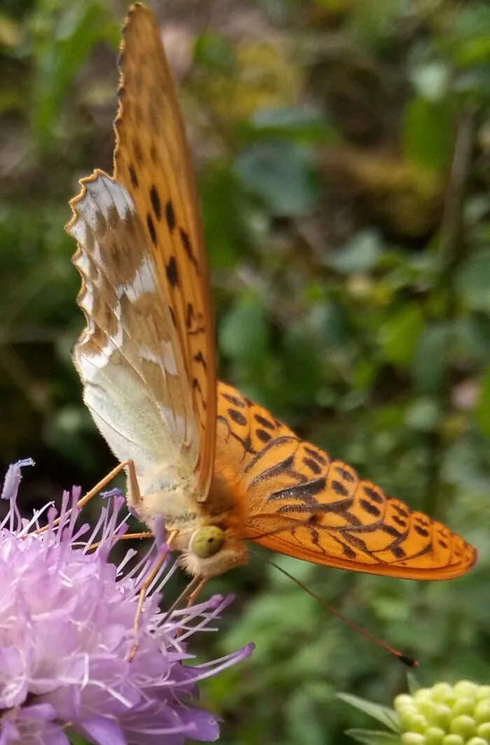 Enjoying The Flower