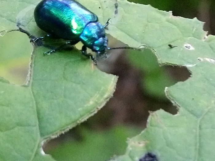 Gourmet Bug