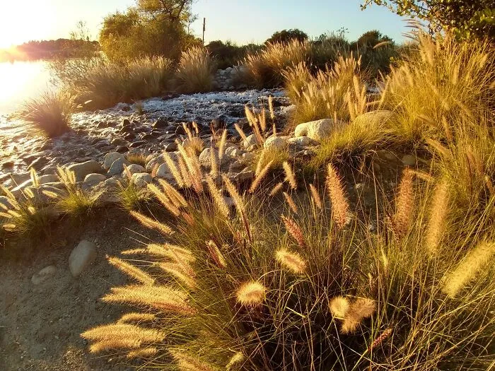Golden Hour Grass