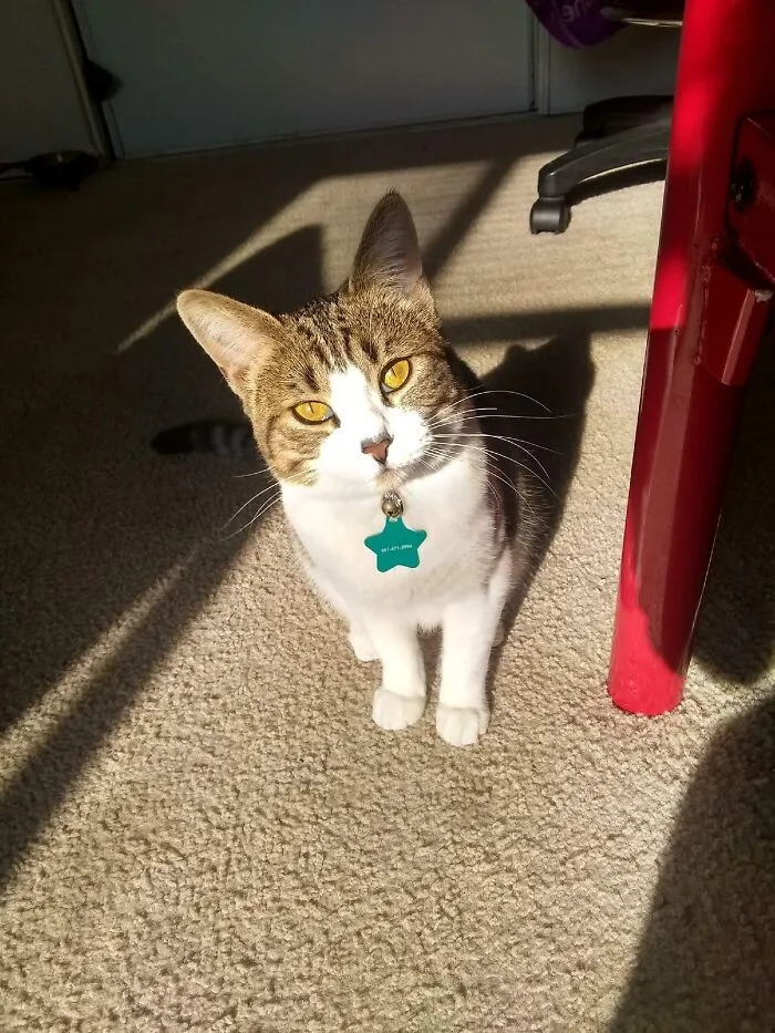 Good Morning Human