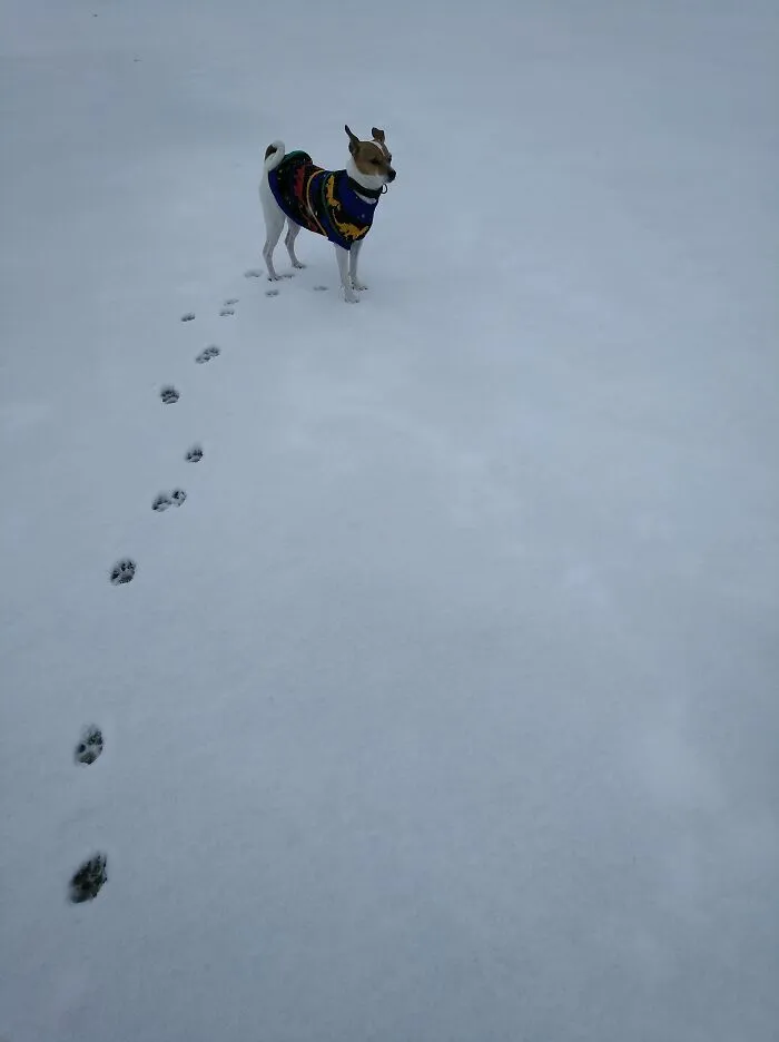 Pipo In The Snow