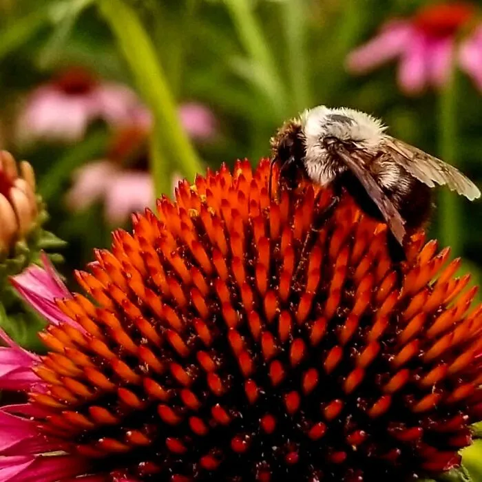 Summer Of '21 In My Mama's Garden.