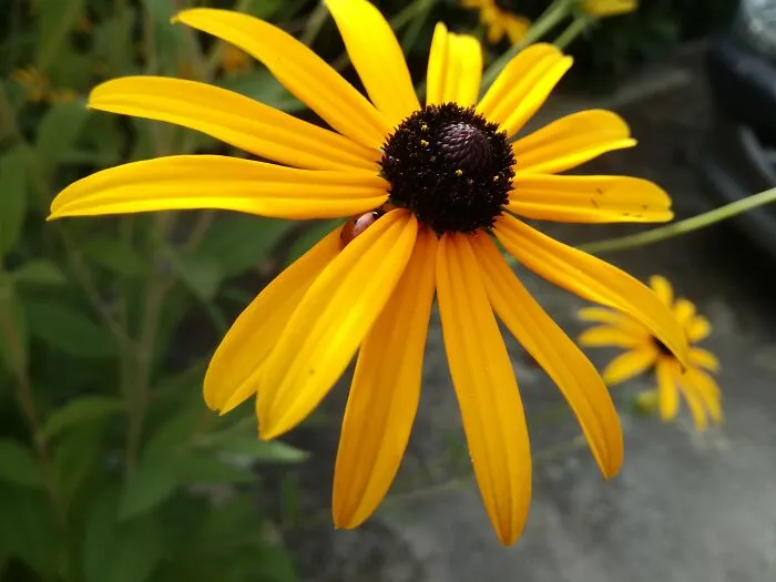 Hiding Ladybug