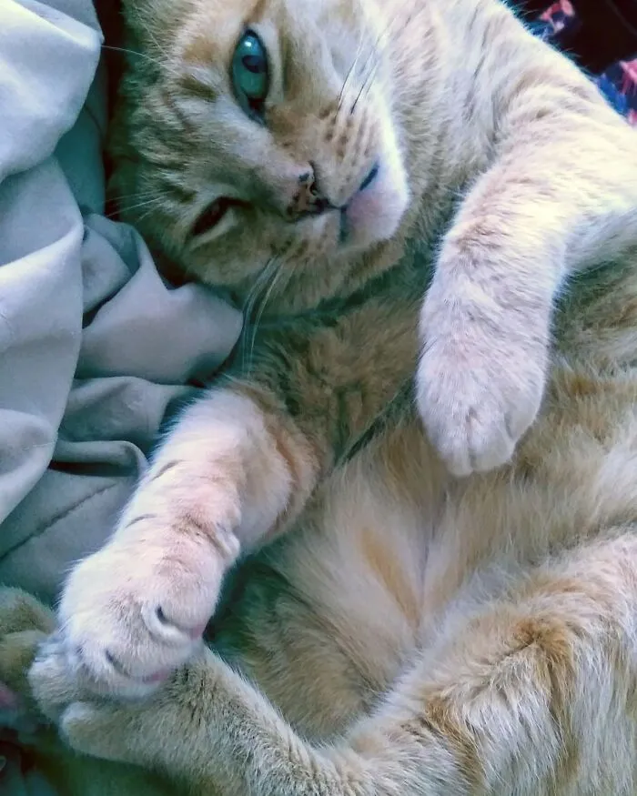 Silly Boy Boo