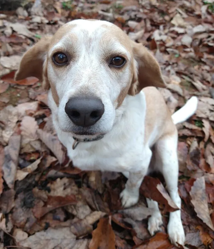 Wind Ears