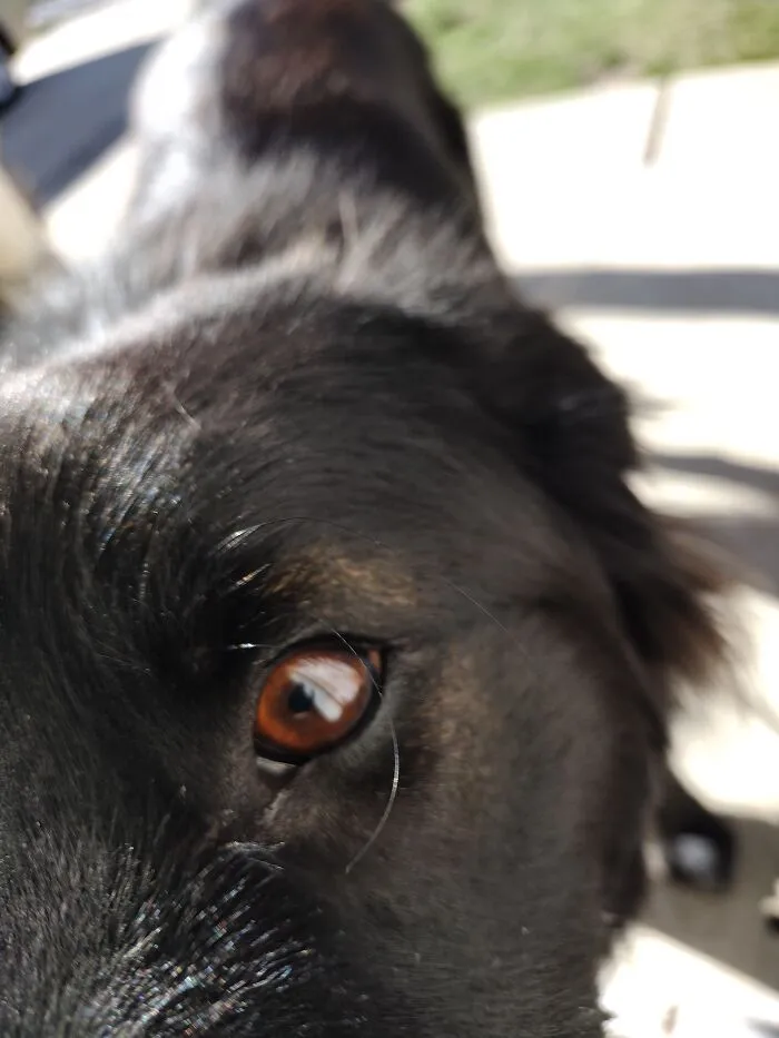 Wish He'd Just Let Me Take A Photo- Atlas Our 1yo Border Aussie