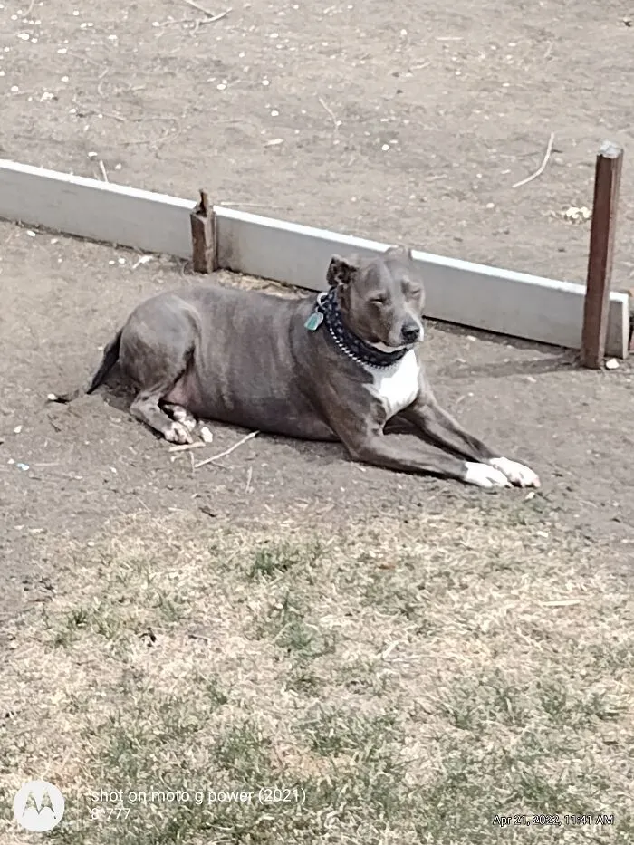 Grae'son Sunbathing, April, 2022