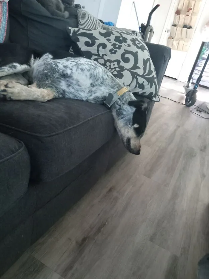 This Big Derp Sound Asleep