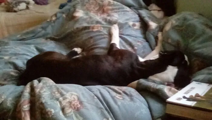 Lilo, The Queen Of Napping On My Bed!