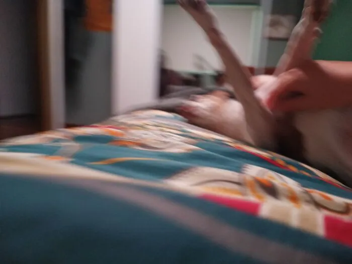 My Dog Kicked The Phone When He Was Turning Over