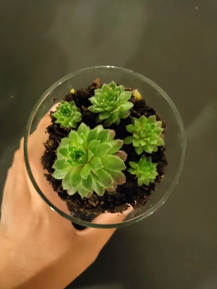 Succulents, Of Course