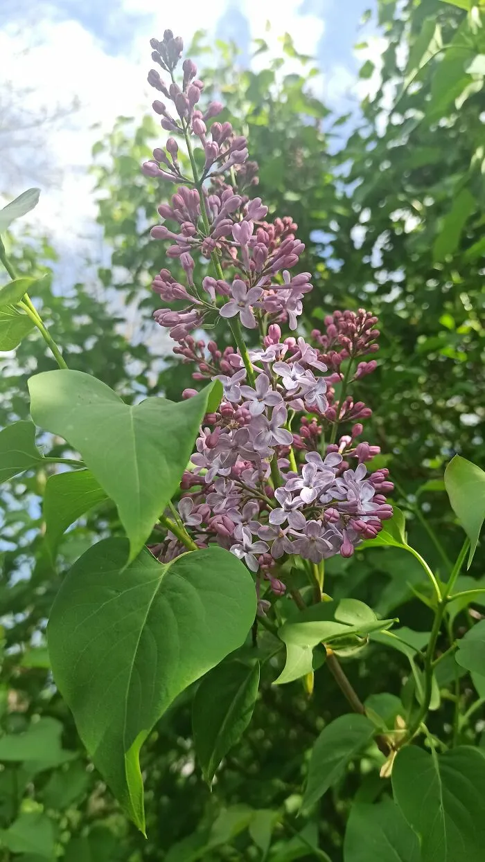 Spring Flowers