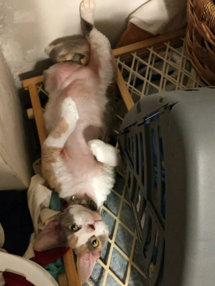 The Time I Got My Cat, Poppy