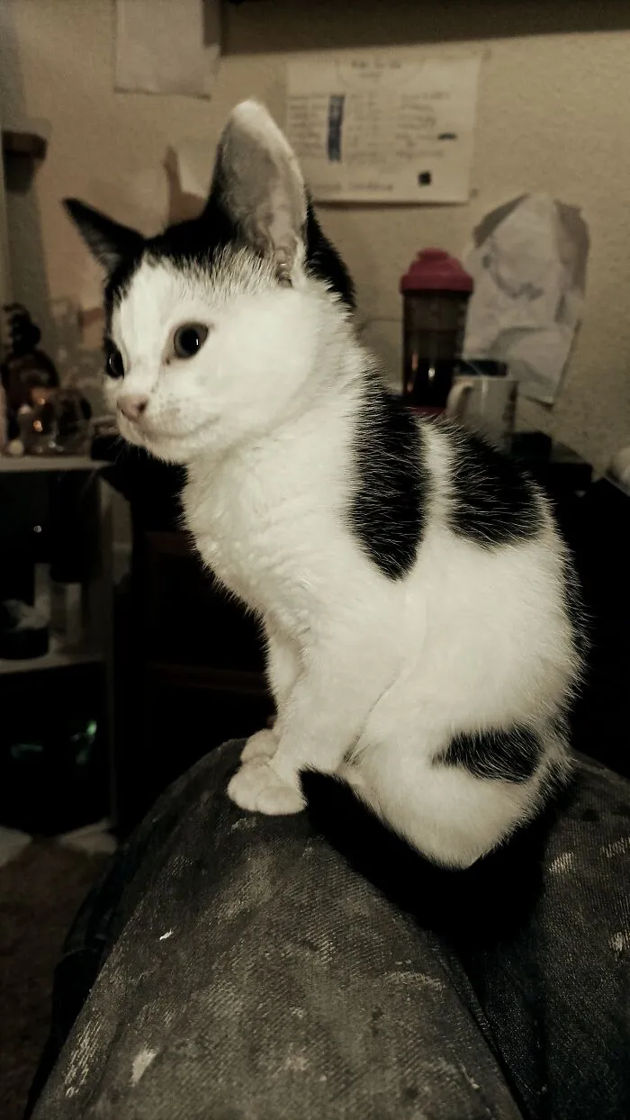 Her Majesty Majesting.