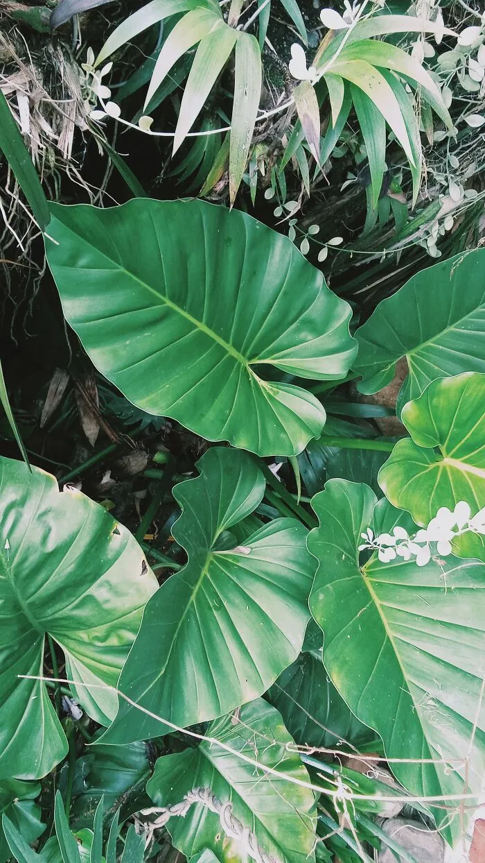 Love These Plants