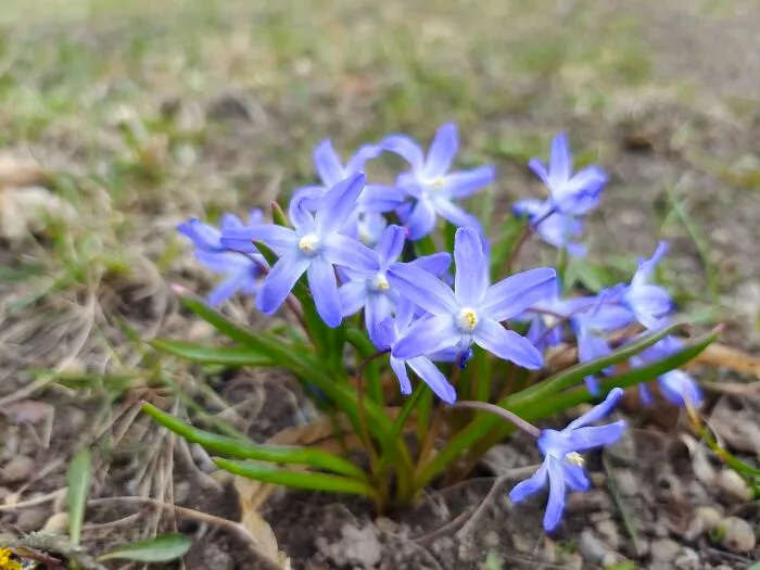First Sighting Of Bluebells This Spring