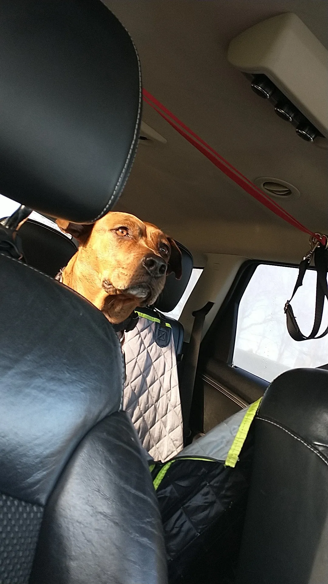Seven Cute Photos Of My Dog That Might Help You Have A Better Day!