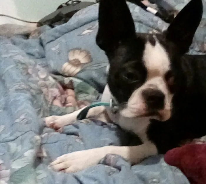 Here's Lilo