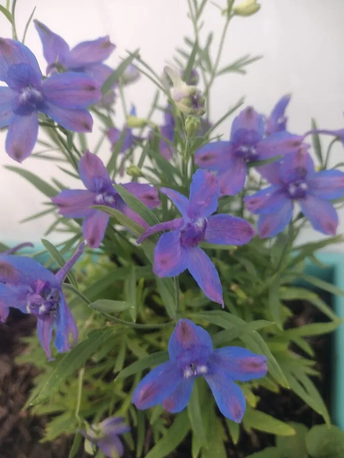 My Son Calls These Our "Tie-Dye" Flowers.