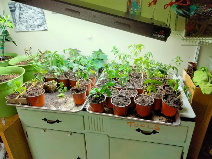I Know It's Not Quite The Same, But These Are About 1/4 Of The Seedlings That Are About To Go Out Into Our Garden This Year Which Means It's Spring!