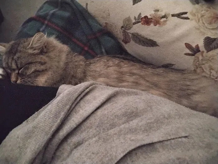 Cat Went Liquid