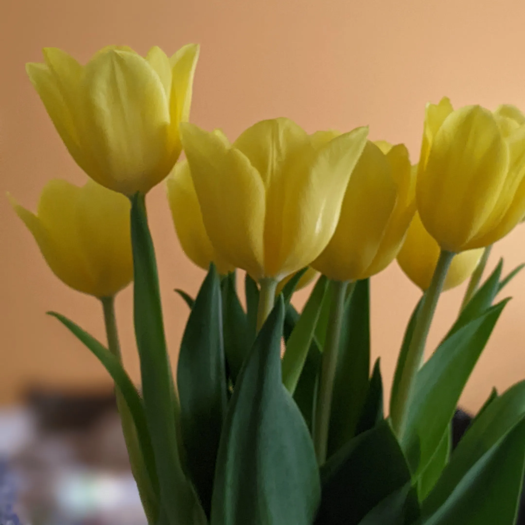 Flowers For Më