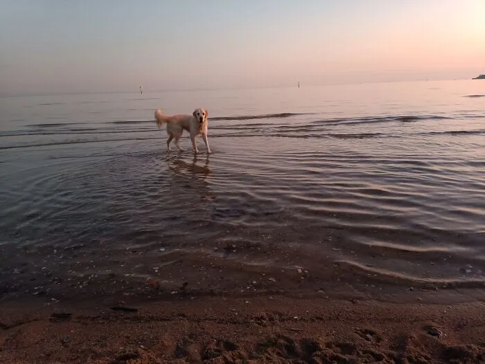 A Walk And A Swim With The Dog After Work. Seeing Banjo Sharks, Baby Stingrays And Snapper Everywhere, And Sometimes A Pod Of Dolphins Swims Past.