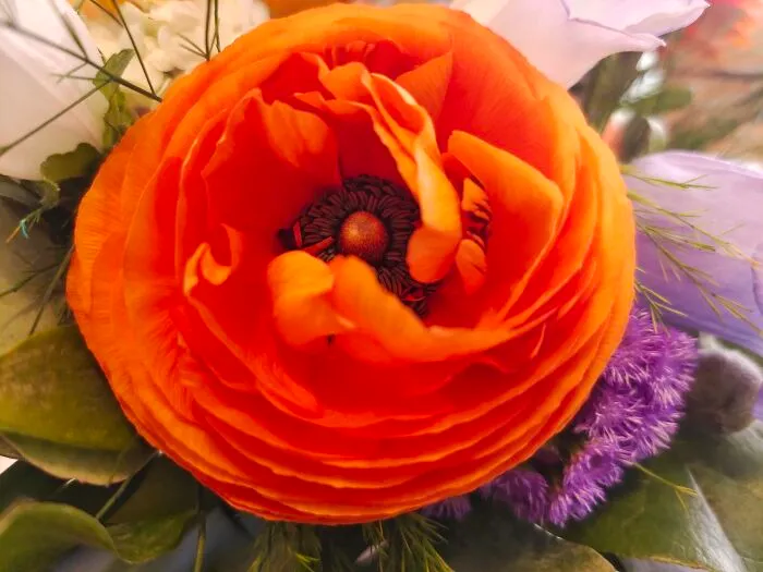 Really Like The Colors On This Persian Buttercup