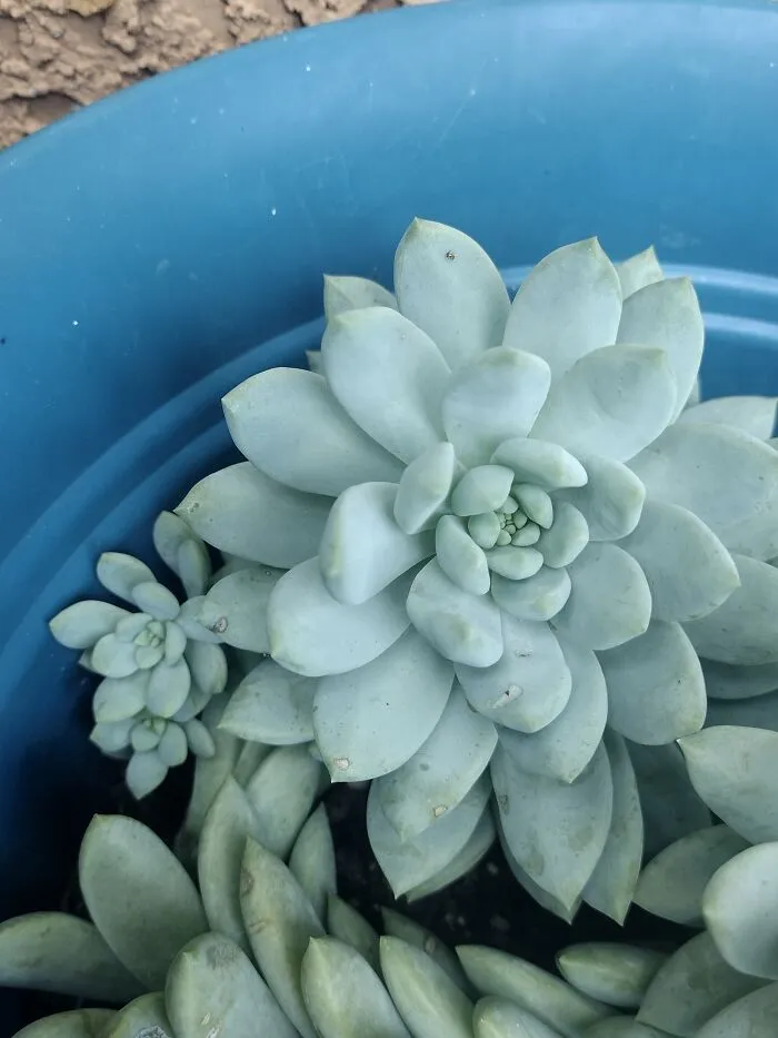 I Love The Little Baby Ones It Sprouts.