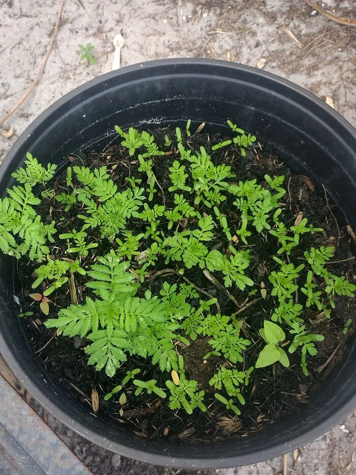 4th Generation Marigolds.