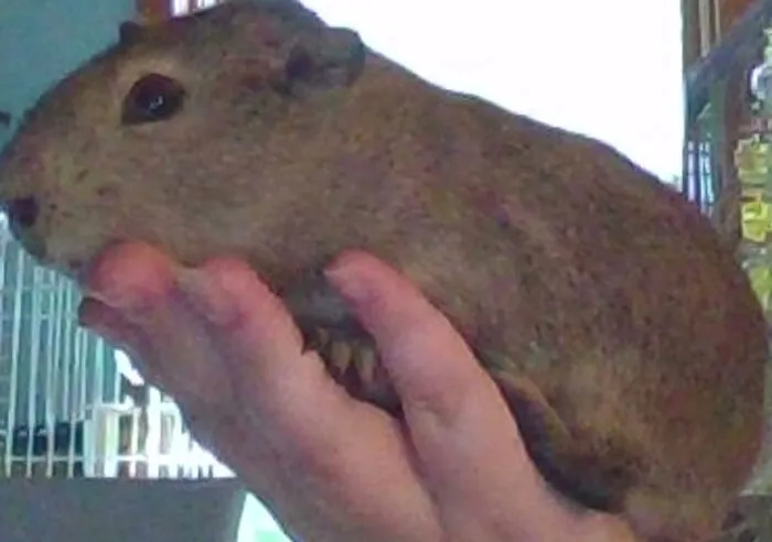This Boi