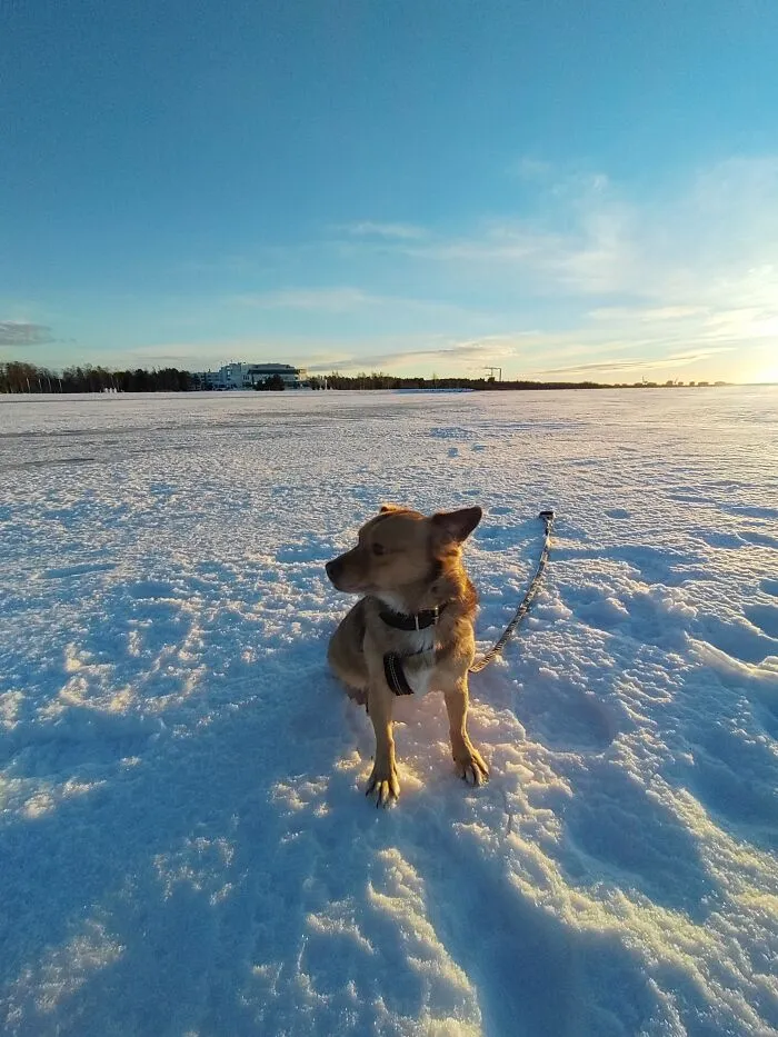 On A Walk On The Sea Ice In Very Early Spring