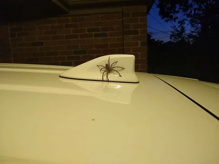 May I Introduce Barry. He Lives On My Car And Keeps Me Company On The Way To Work. We Have An Agreement That He Stays Outside, Although He Doesn't Always Keep His Side Of The Deal.