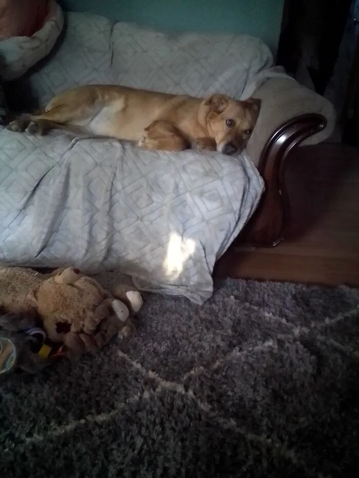 I Have Daisy  My Lazy Dog
