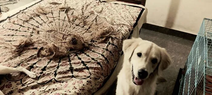 My New Interior Designer