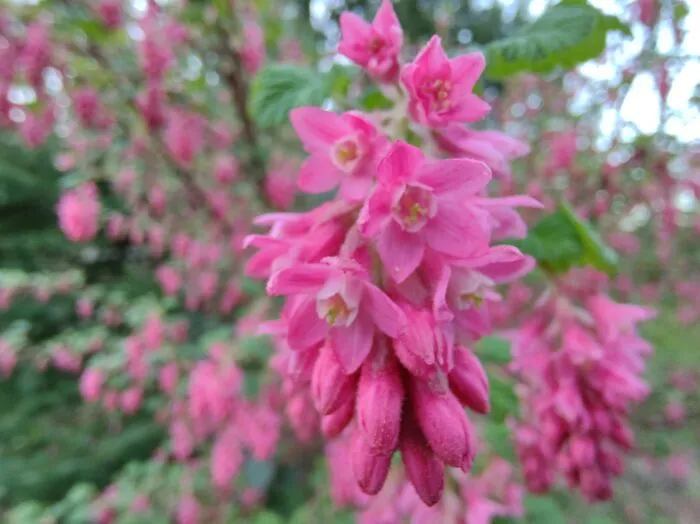 Spring Time In Portland