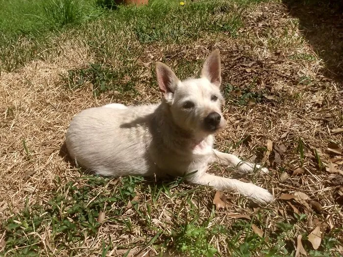 Fergus (Ferg) Always Loves The Sunshine.  This Is In Our Backyard But He Loves It At The Dog Park Too, But Moves Too Much To Snap A Good Pic.