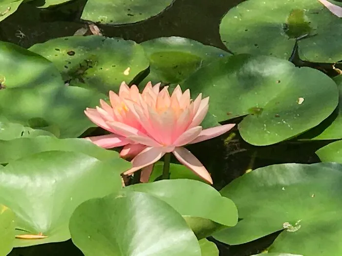 Water Lily