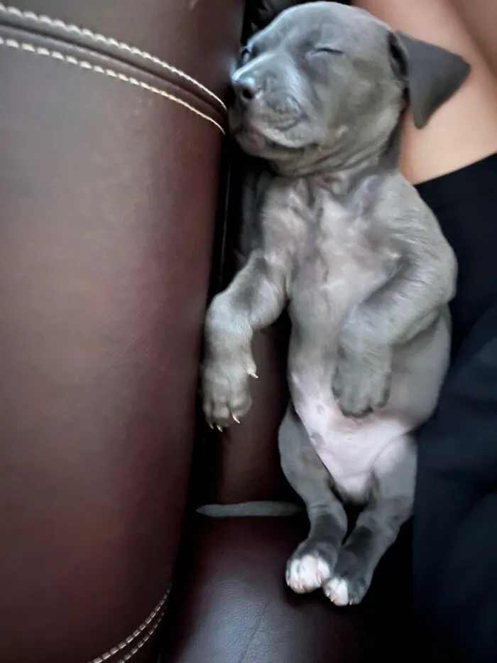 Blu, My Little Derpy Derp Derp