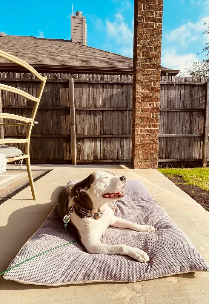 Then: Abused & Abandoned By A Breeder. Now: Queen Of The Backyard.