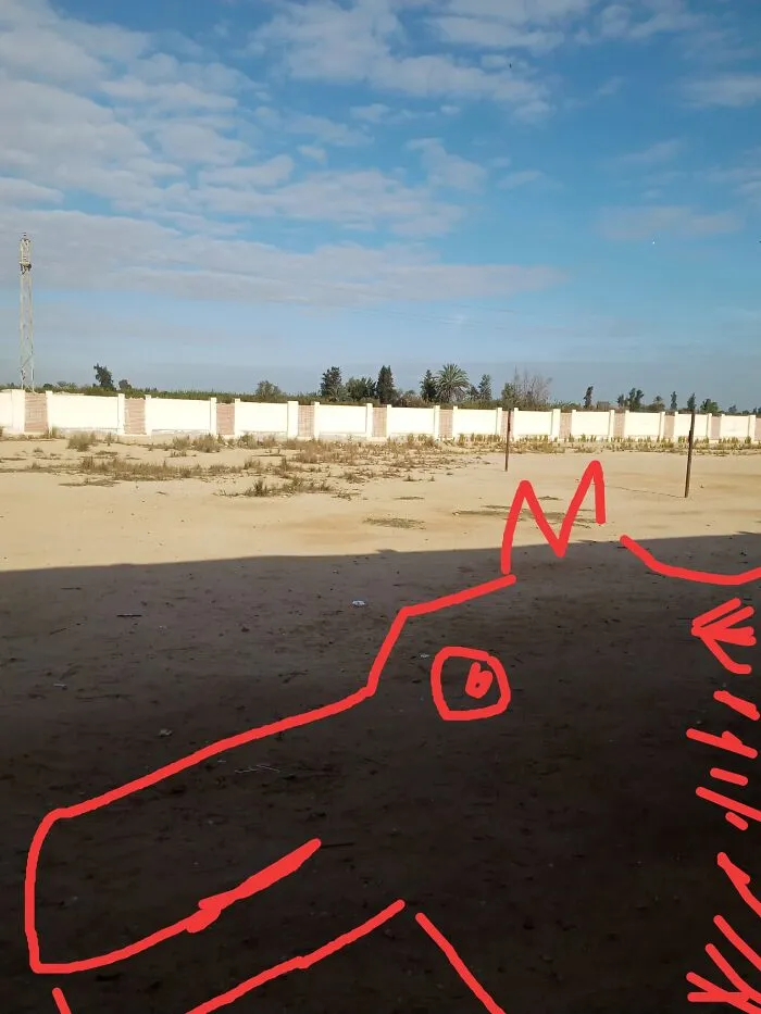 Does It Look Like A Horse?!