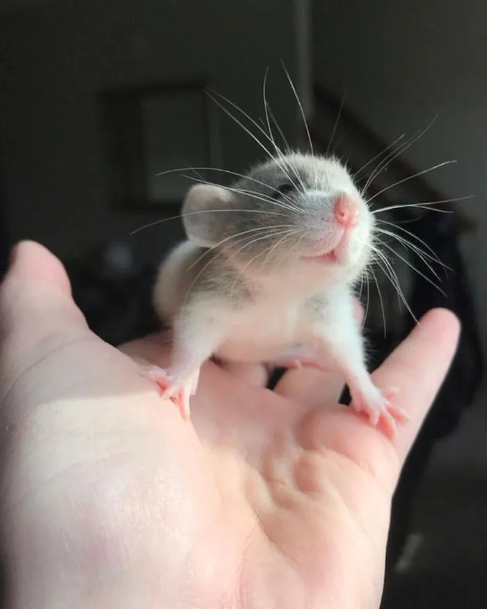40 Times Rats Were Caught Being So Charming, As Seen On This Dedicated "Legalize Rats" Twitter Page