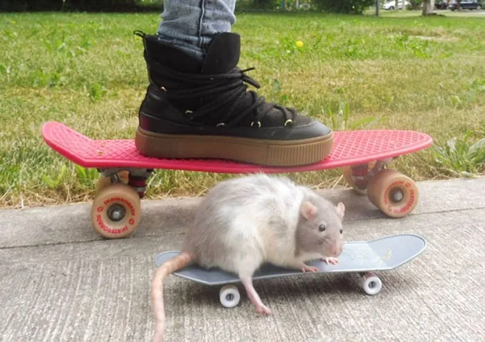 40 Times Rats Were Caught Being So Charming, As Seen On This Dedicated "Legalize Rats" Twitter Page