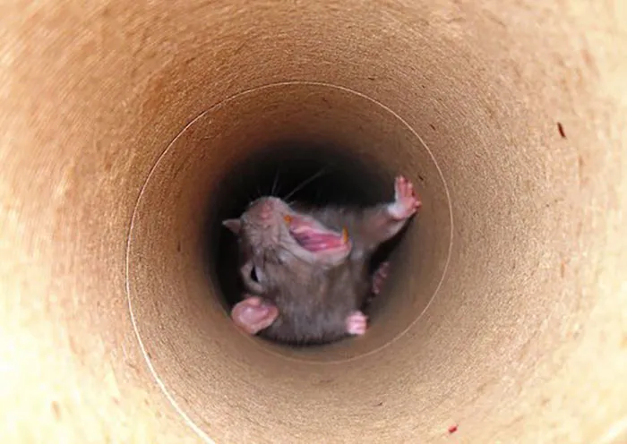40 Times Rats Were Caught Being So Charming, As Seen On This Dedicated "Legalize Rats" Twitter Page